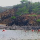 Flamingoes 1.JPG
